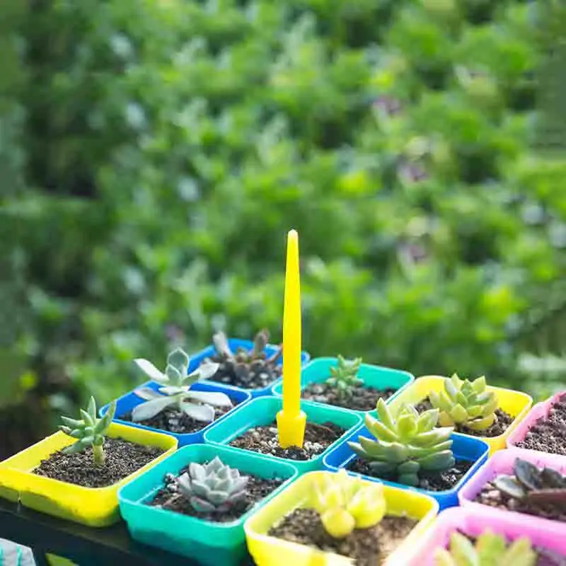 1/10 sztuk siew sukulenty prze – Succulent Set recenzja i cena