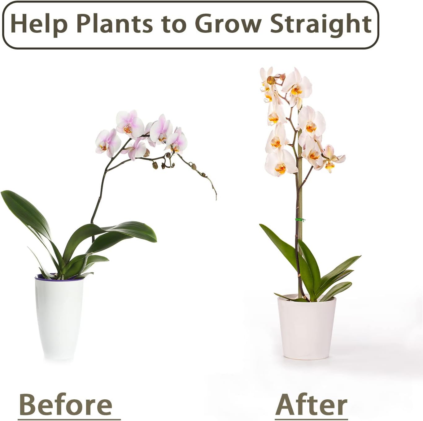 10 sztuk, bambusowe paliki do  – Plant Support Stake recenzja i cena