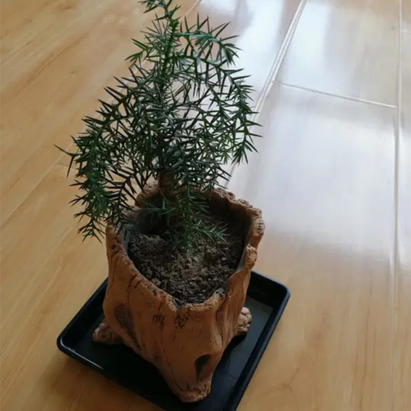 Imitacja drewnianych palików k – Succulent Set recenzja i cena