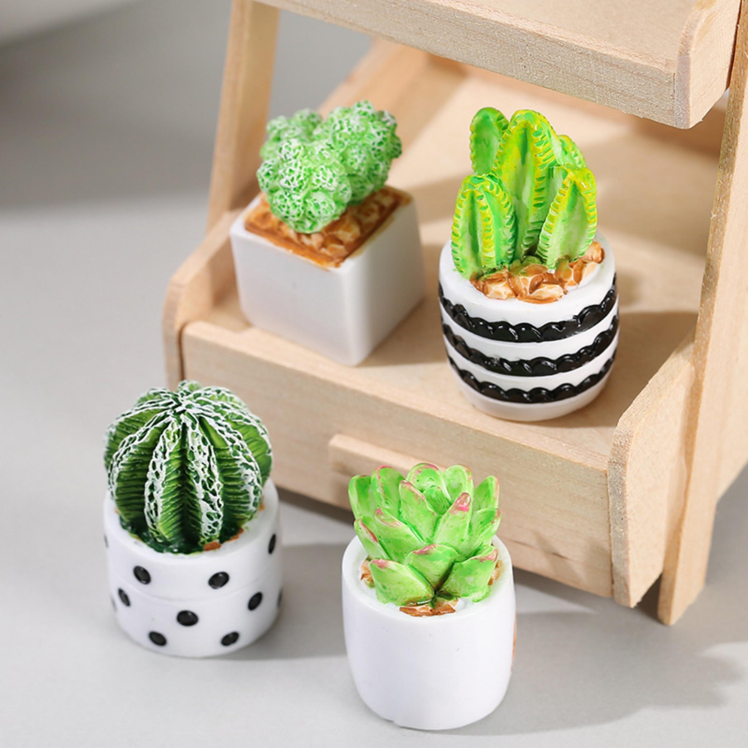 4-częściowy zestaw sukulentów  – Succulent Set recenzja i cena