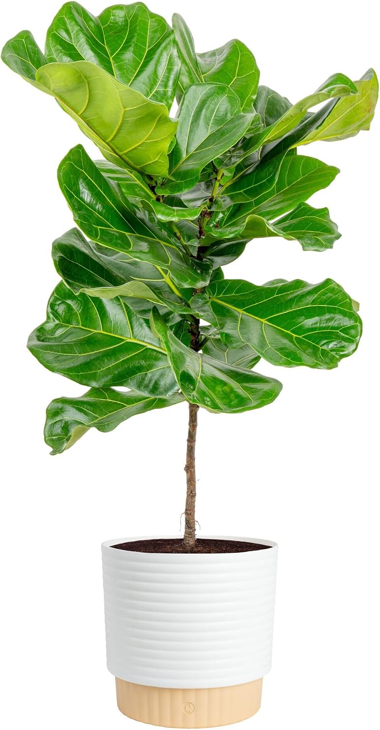 Figowate drzewo z liśćmi przyp – Fiddle Leaf Fig recenzja i cena