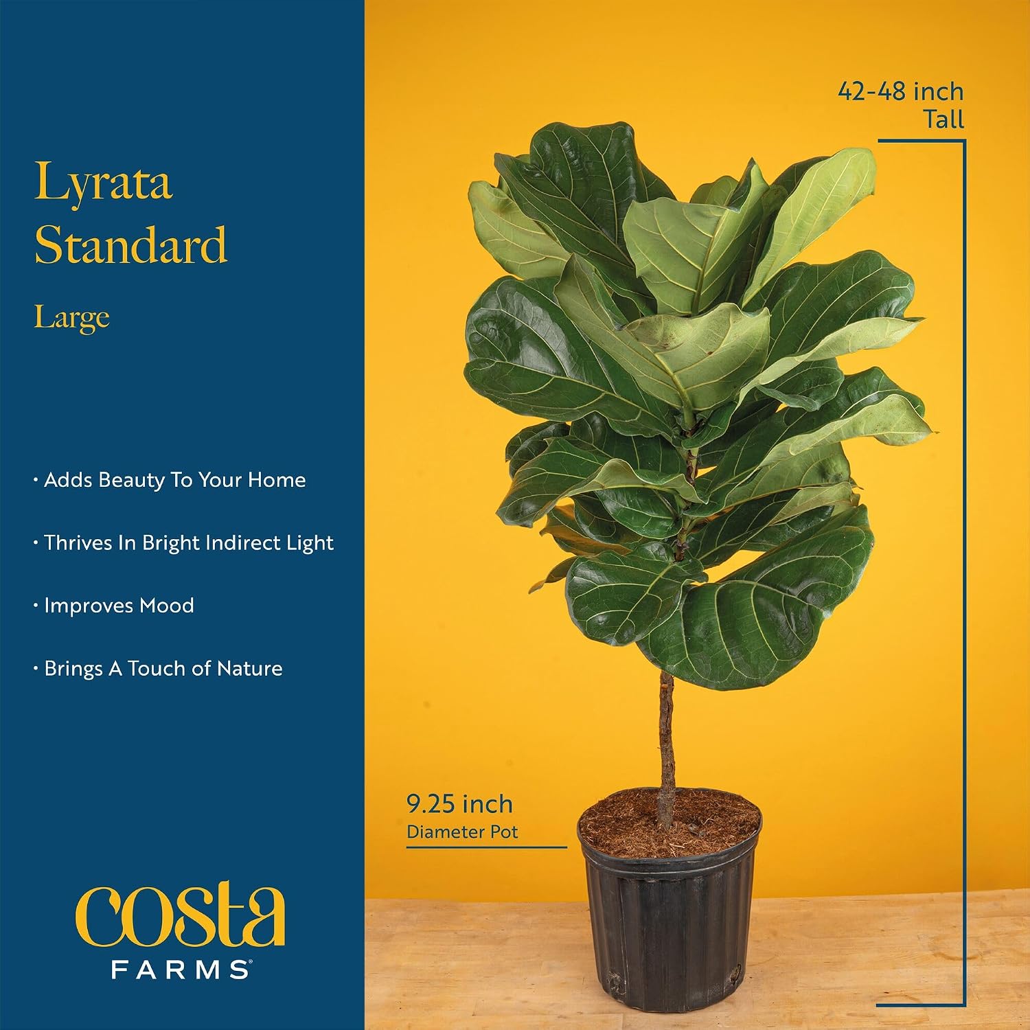 Figowate drzewo z liśćmi przyp – Fiddle Leaf Fig recenzja i cena
